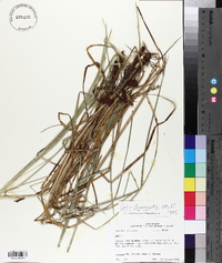 Carex decomposita image