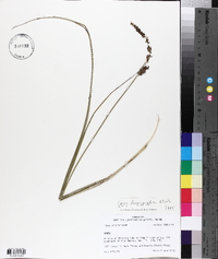 Carex decomposita image