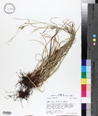 Carex debilis var. debilis image