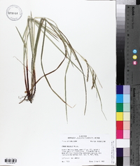 Carex debilis var. debilis image