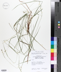 Carex debilis var. debilis image