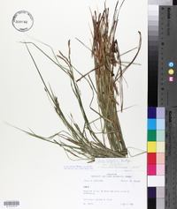 Carex debilis var. debilis image