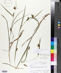 Carex flaccosperma image