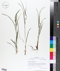 Carex flaccosperma image