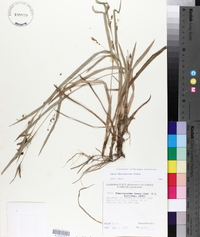 Carex flaccosperma image