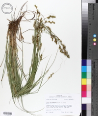 Carex festucacea image