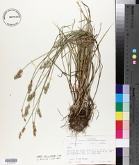 Carex festucacea image