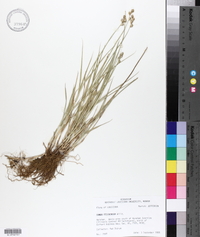 Carex festucacea image