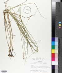 Carex festucacea image