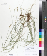 Carex festucacea image