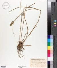 Carex festucacea image