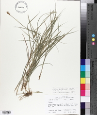 Carex festucacea image