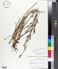 Carex flaccosperma image