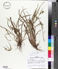 Carex flaccosperma image