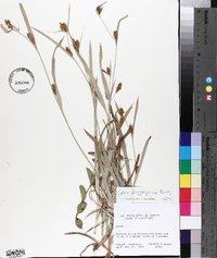 Carex flaccosperma image