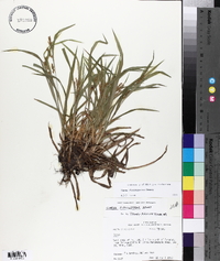 Carex flaccosperma image