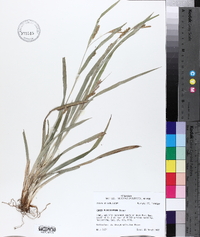 Carex flaccosperma image