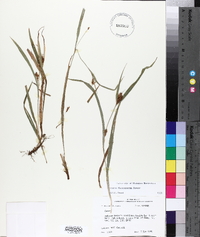 Carex flaccosperma image