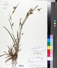 Carex flaccosperma image