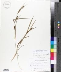 Carex flaccosperma image