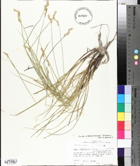 Carex albolutescens image