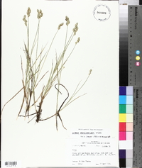 Carex albolutescens image