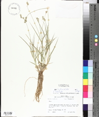 Carex albolutescens image