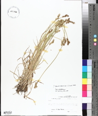 Carex albolutescens image