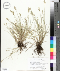 Carex albolutescens image