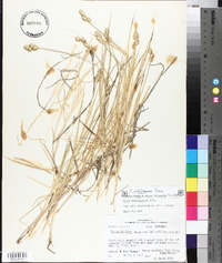 Carex albolutescens image