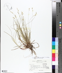 Carex albicans var. australis image