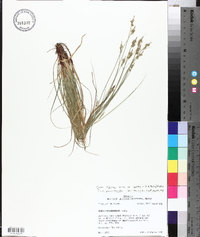 Carex albicans var. australis image