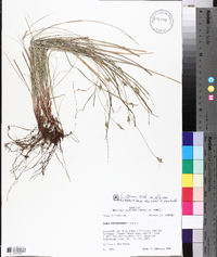 Carex albicans var. albicans image