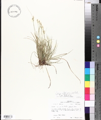 Carex albicans var. albicans image