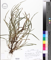 Carex abscondita image