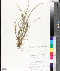 Carex abscondita image