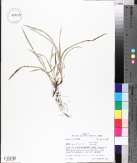 Carex abscondita image