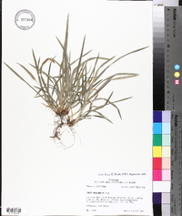 Carex abscondita image