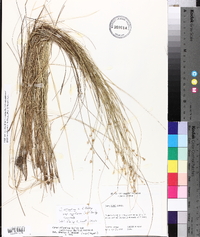 Carex atlantica subsp. capillacea image