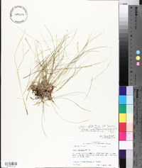 Carex atlantica subsp. capillacea image