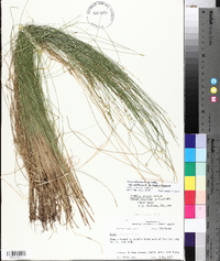 Carex atlantica subsp. capillacea image