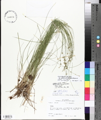 Carex atlantica subsp. capillacea image