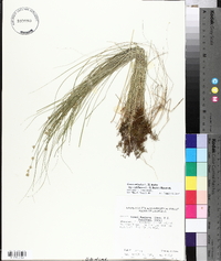 Carex atlantica subsp. capillacea image