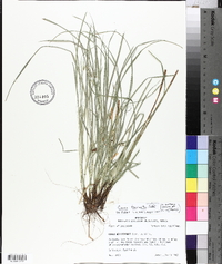 Carex basiantha image