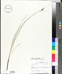 Carex caroliniana image