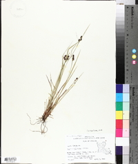 Carex caroliniana image