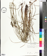 Carex caroliniana image