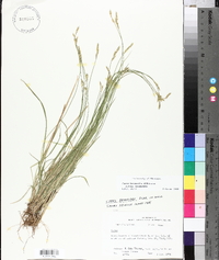 Carex bromoides subsp. bromoides image