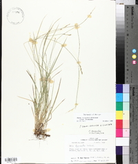 Carex bromoides subsp. bromoides image