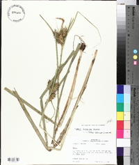 Carex gigantea image